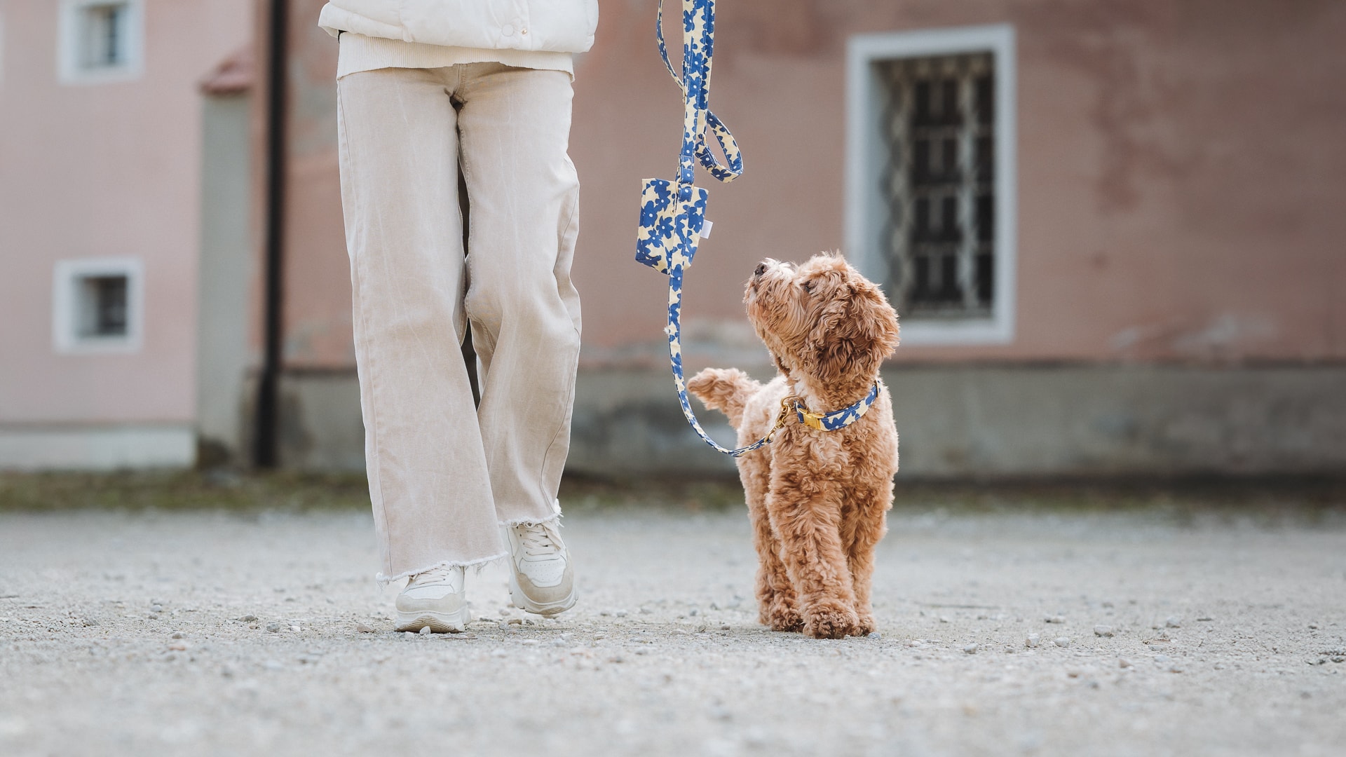 Produktfotografie Hundeleine Ulm, Cavapoo mit blauer Leine, Fräulein Lotti
